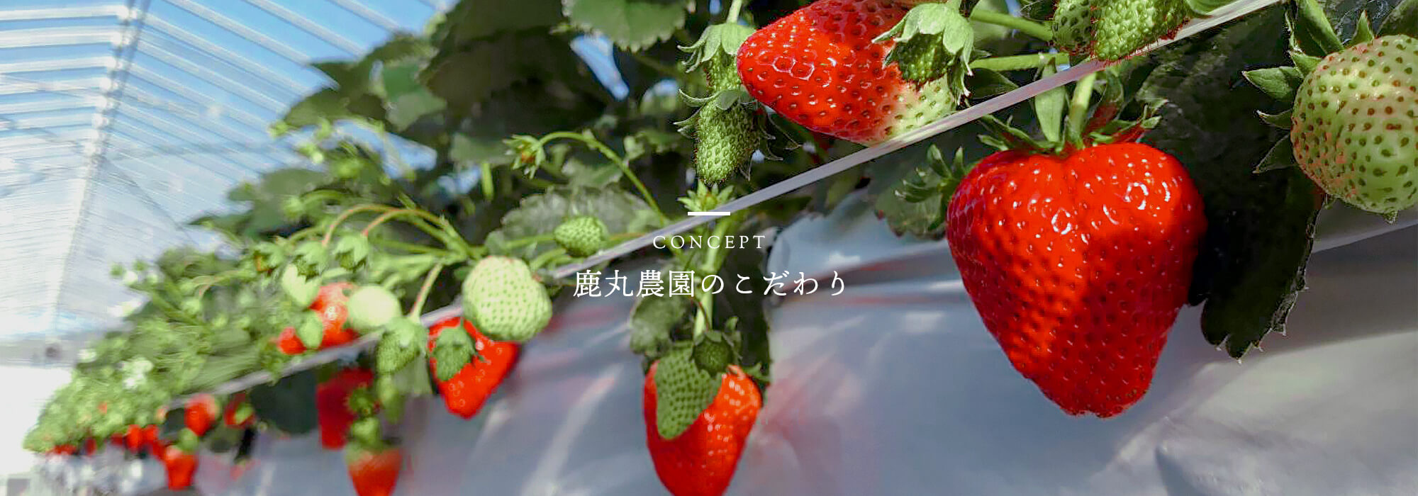 鹿丸農園のこだわり