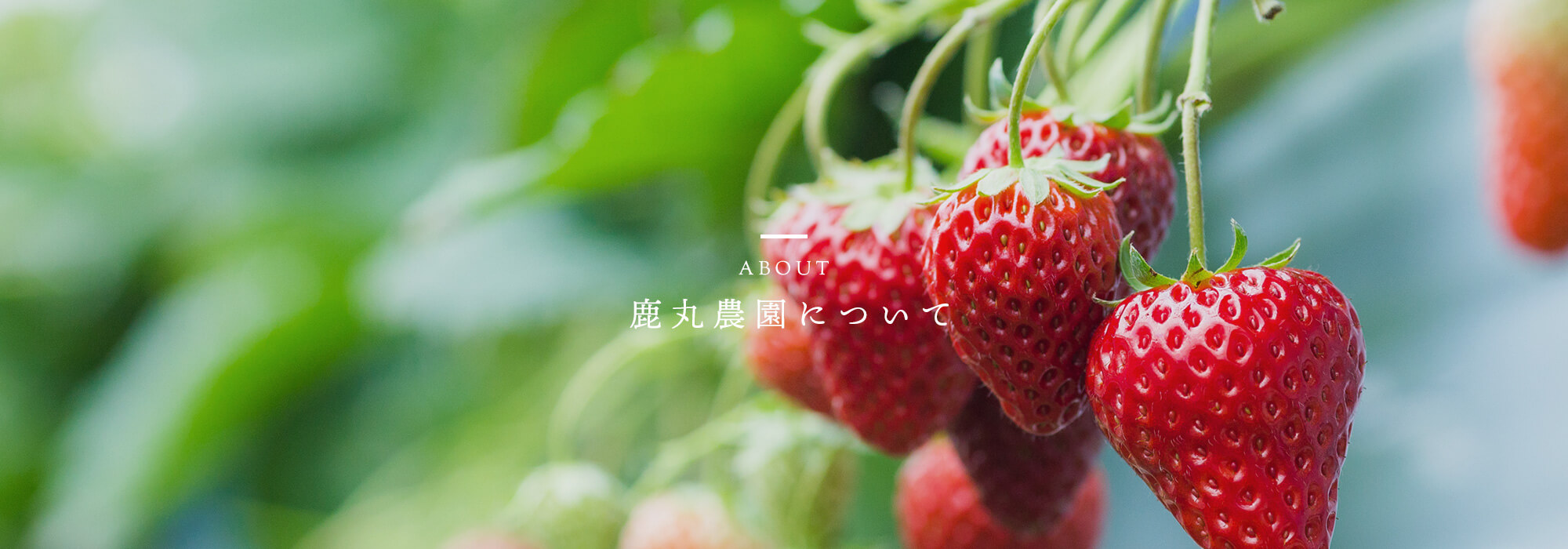 鹿丸農園について